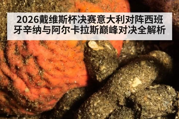 2026戴维斯杯决赛意大利对阵西班牙辛纳与阿尔卡拉斯巅峰对决全解析